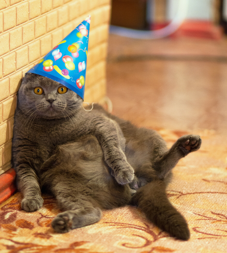 Fat cat wearing a hat