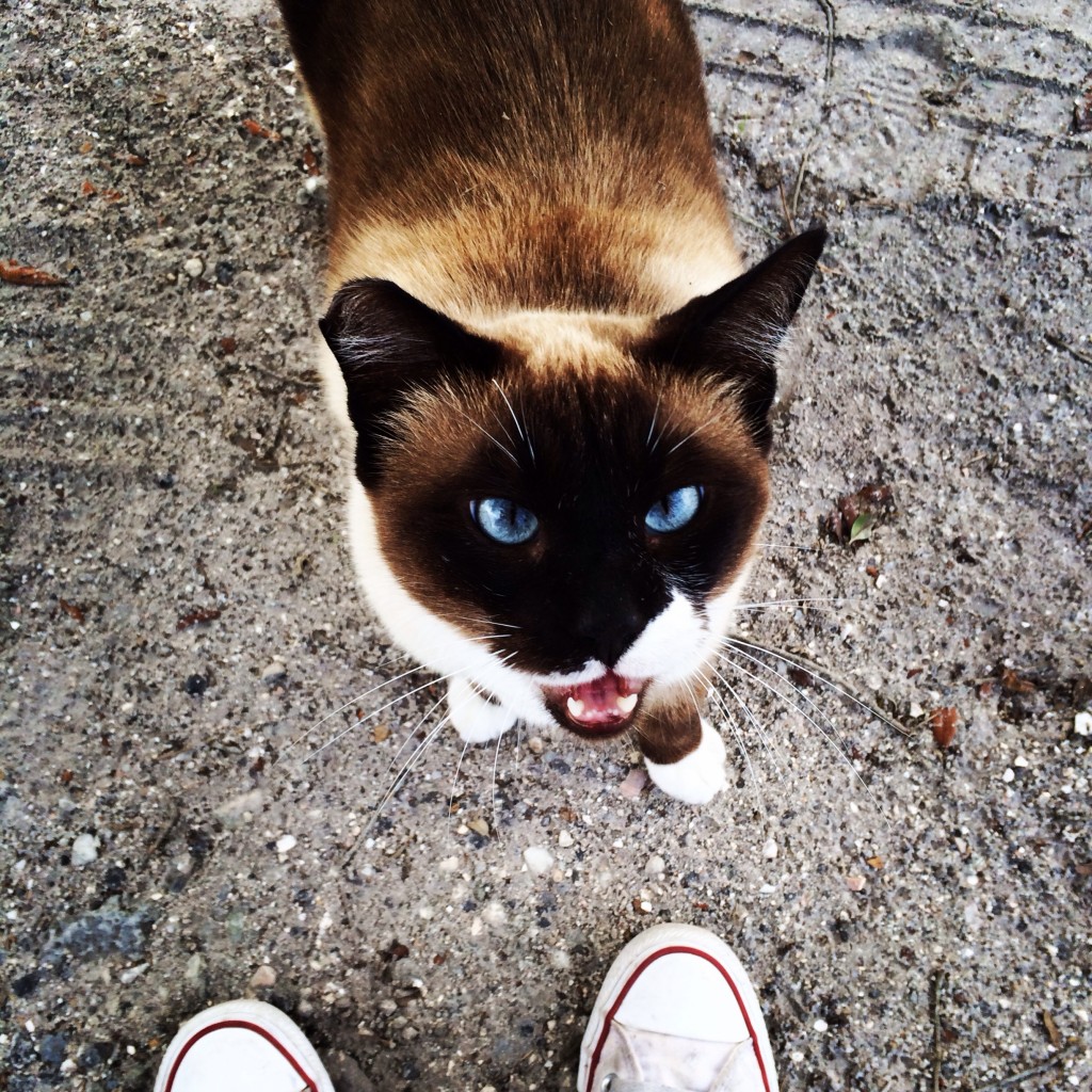 Siamese cat selfie by Brenna OBrien