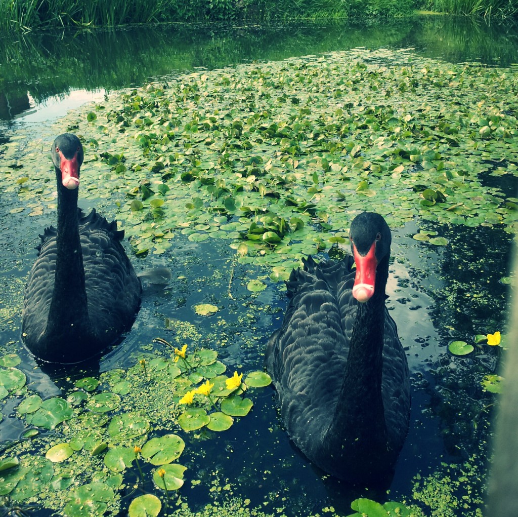 Ducks swimming photography lake green nature 