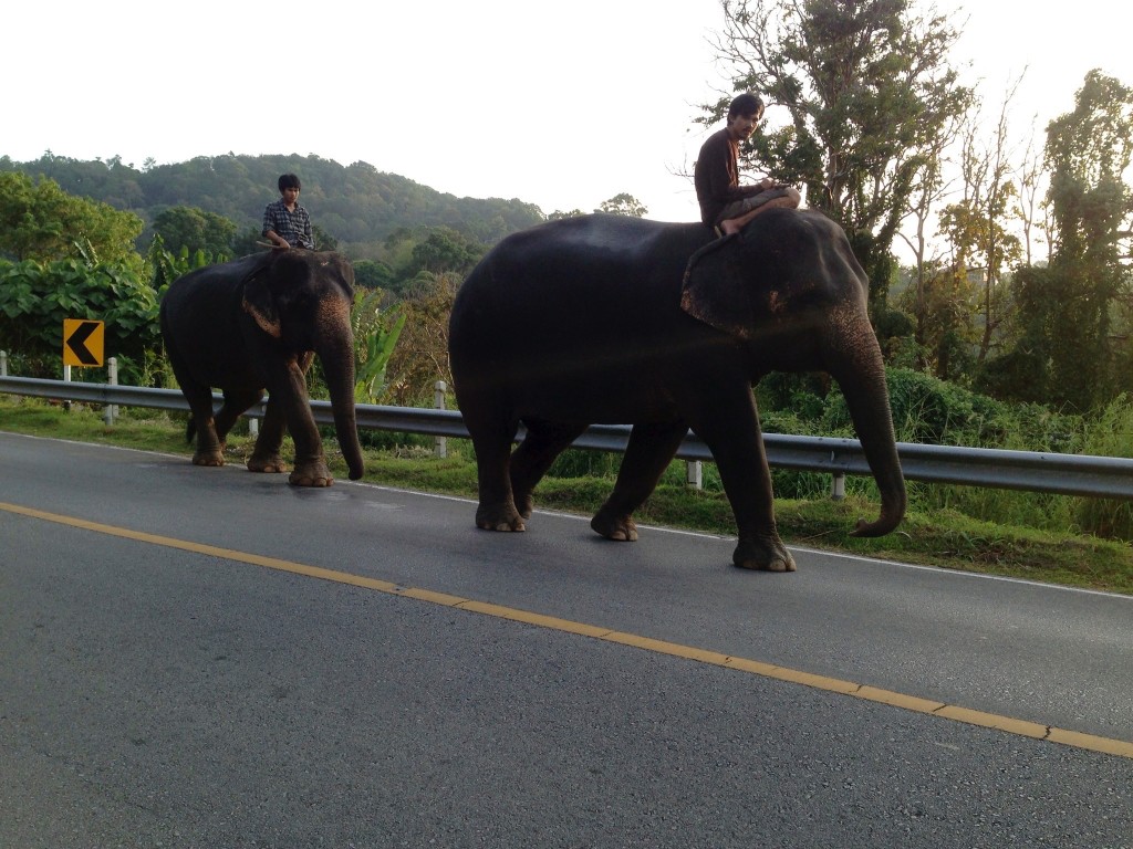 Omar Velazquez - commute  on elephants