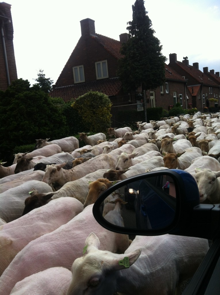 Nuray Karaduman photo of sheep in the road 