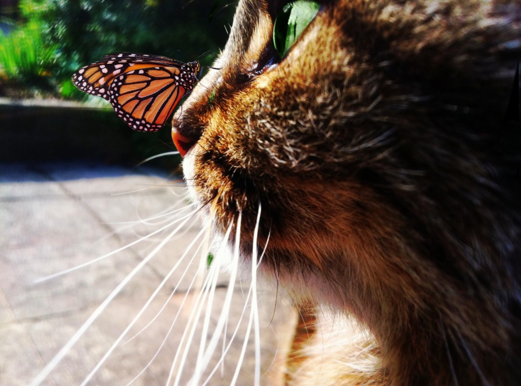Elina Mitsova cat with butterfly - Scoopshot