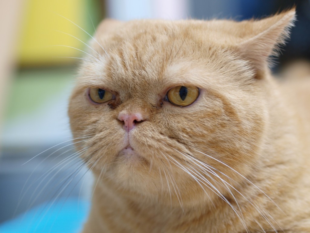 Grumpy ginger cat - scoopshot