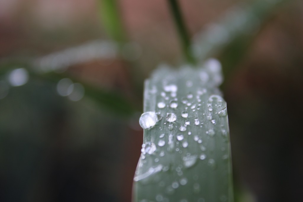 Roxann C photo of leaf with water droplets - Scoopshot