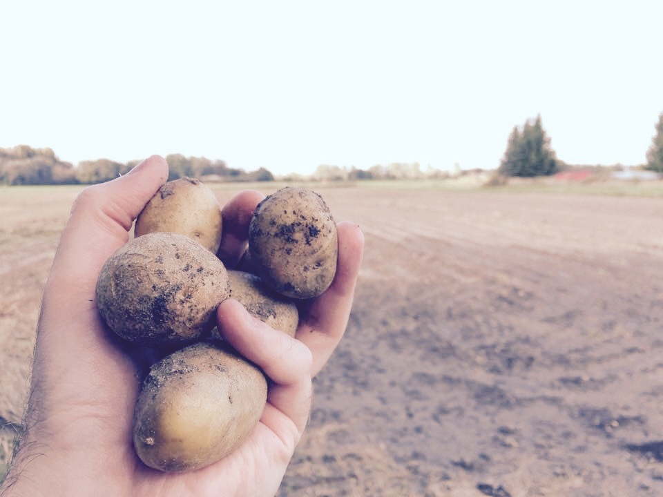 Dennis photo of potatoes in hand Scoopshot