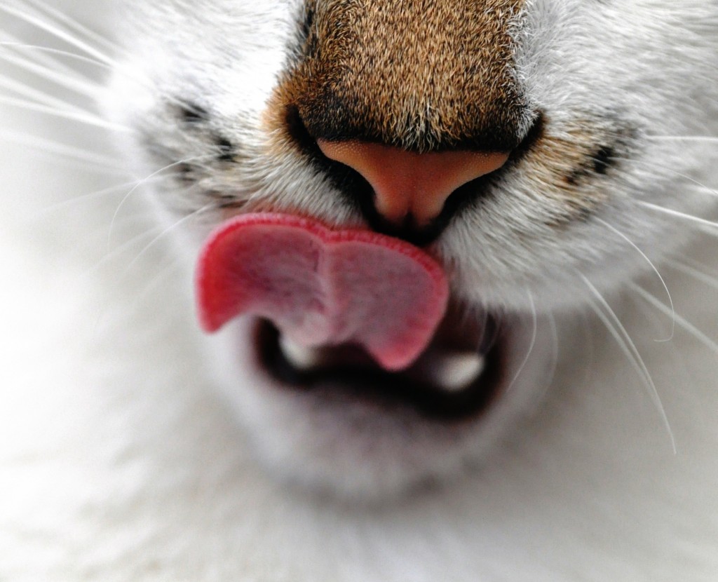 Mafalda Cardoso - depth of field - cat - Scoopshot