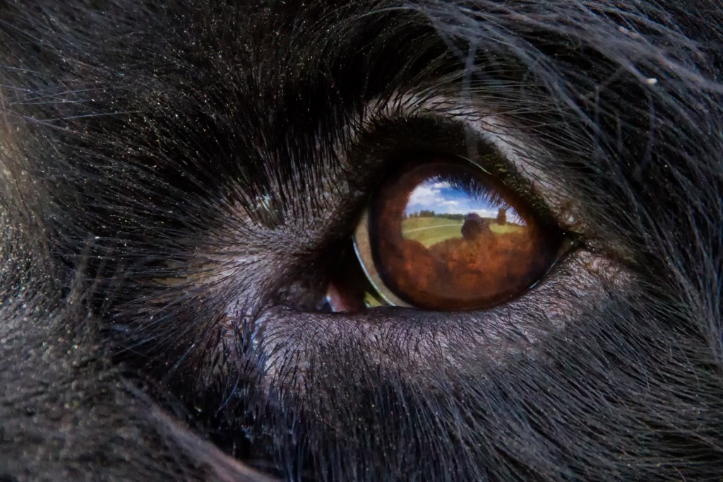 Wungenz photo of dogs eye