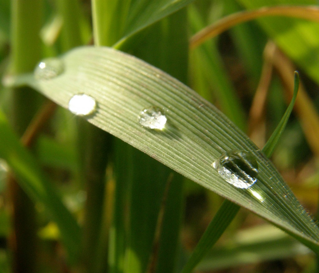 Joachim waterdrops nature scoopshot photo 