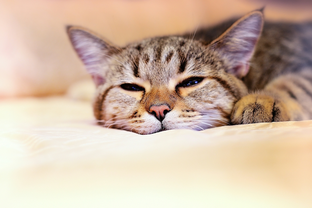 The best of: cats and dogs The best of: cats and dogs